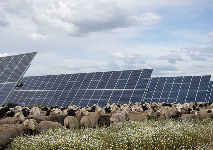 Foto Statkraft arranca la construcción de la planta Talayuela Solar II, que producirá energía limpia y autóctona para 30.000 familias.